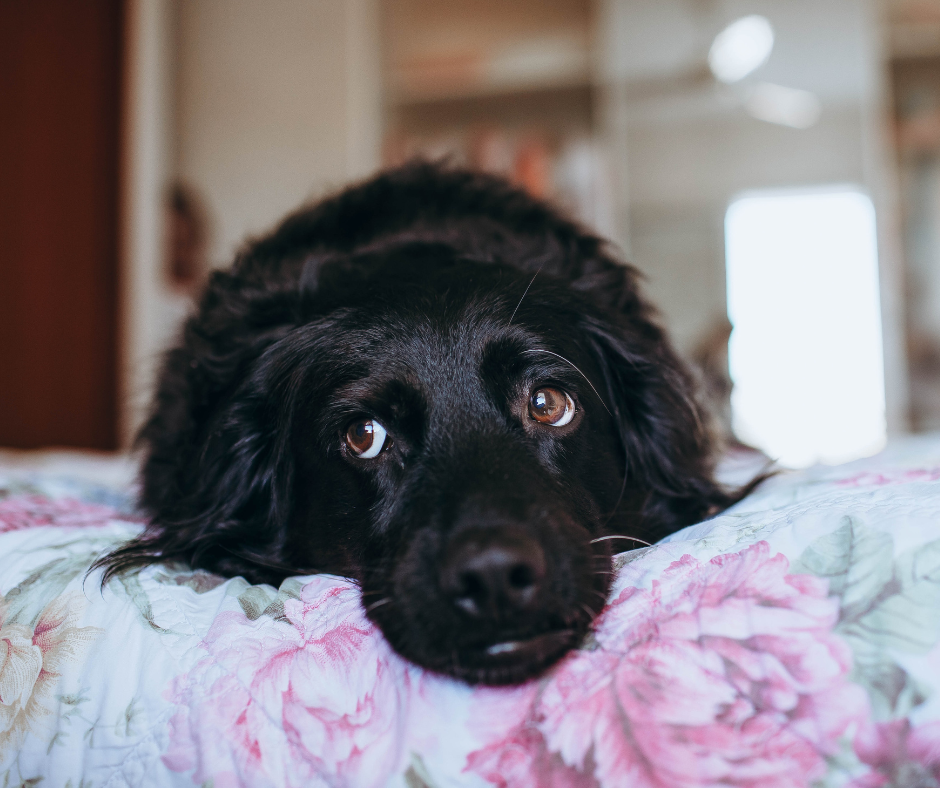 Emotional Support Dog